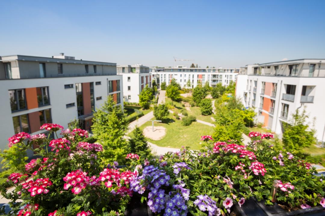 Kirschblüten Carré